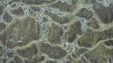 Bild von Vito Grün Granit
