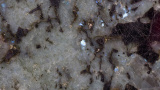 Bild von Labradorite Blue River Granit